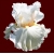 BRIDE`S BLUSH